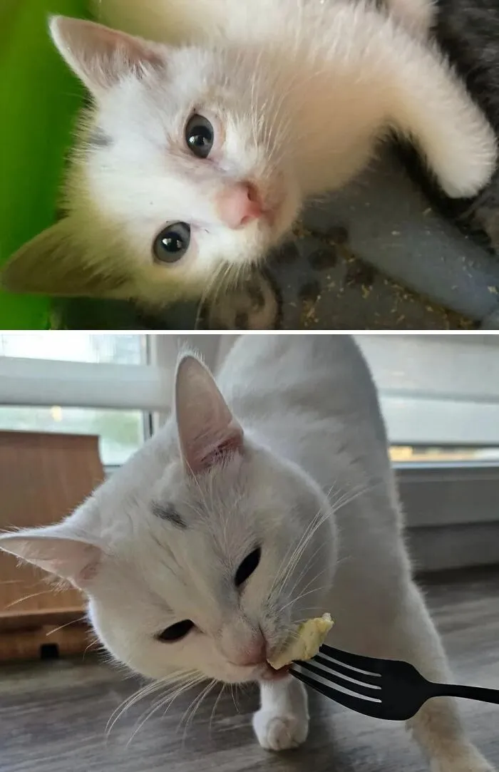 Before and after: a tiny, white rescue cat transforms into a pampered feline enjoying a meal with a fork.