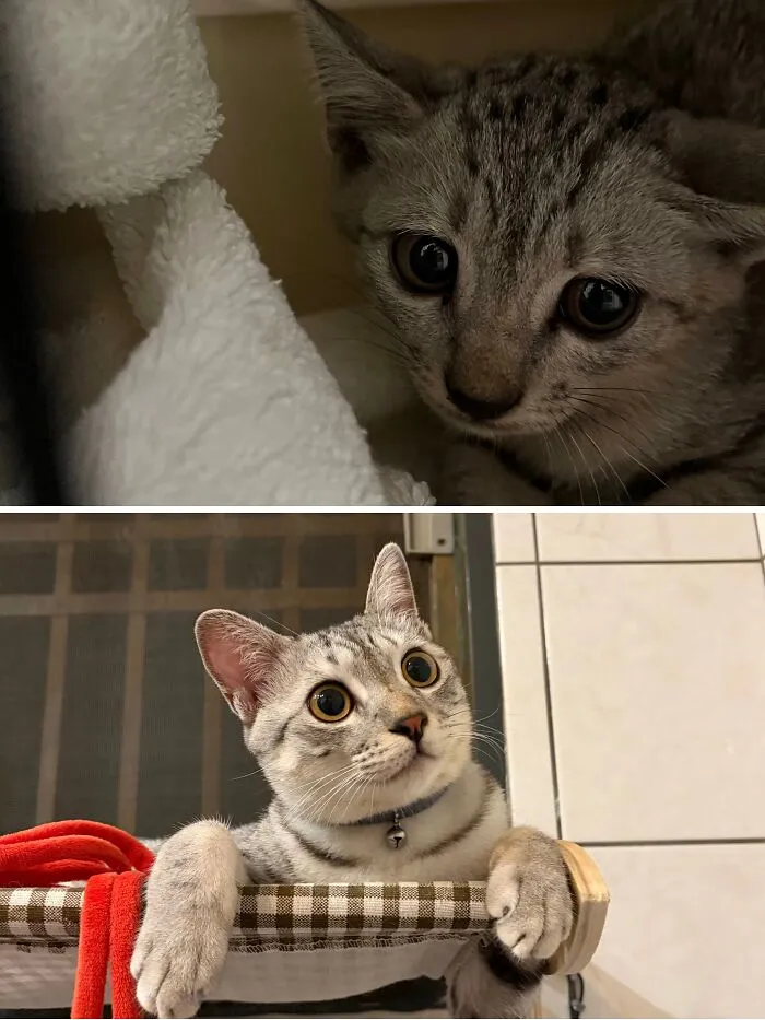 Before and after: a timid grey rescue cat transformation to a bright-eyed, curious cat peeking from a basket.