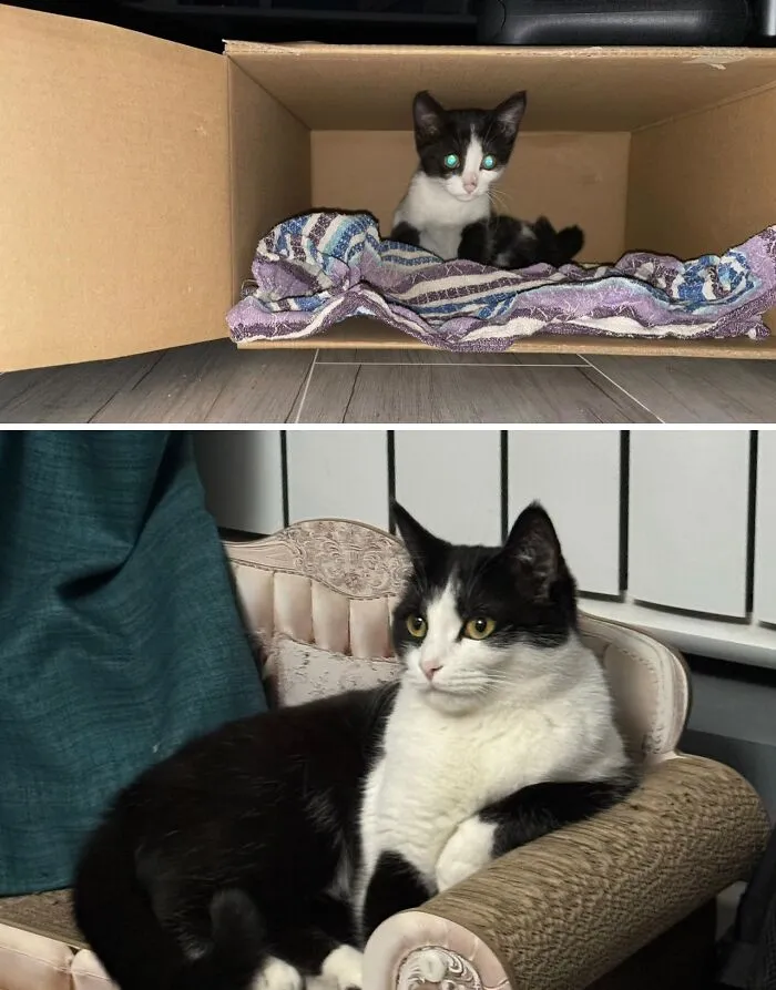 Before and after: a small, black and white rescue cat transforms from a box bed to a regal cat on a chair.