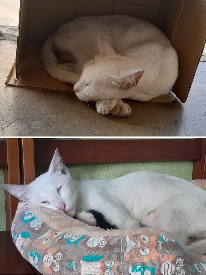Before and after: a white rescue cat transformation from sleeping in a cardboard box to a cozy cat bed.