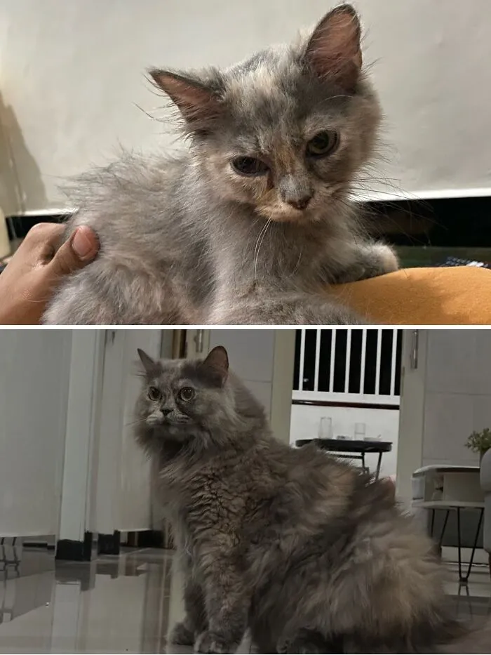 Rescue cat transformations: a fluffy, small kitten looking frail, then a majestic, long-haired adult cat.