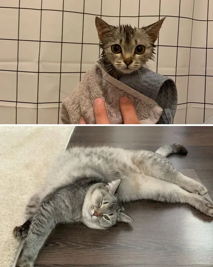 Before and after: a wet tabby rescue cat transformation wrapped in a towel to a relaxed, happy cat on the floor.