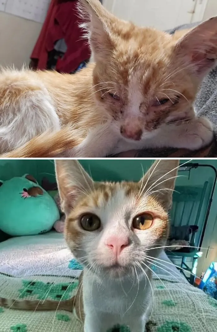 Before and after photos showing a sickly, orange rescue cat transforming into a vibrant, healthy cat.