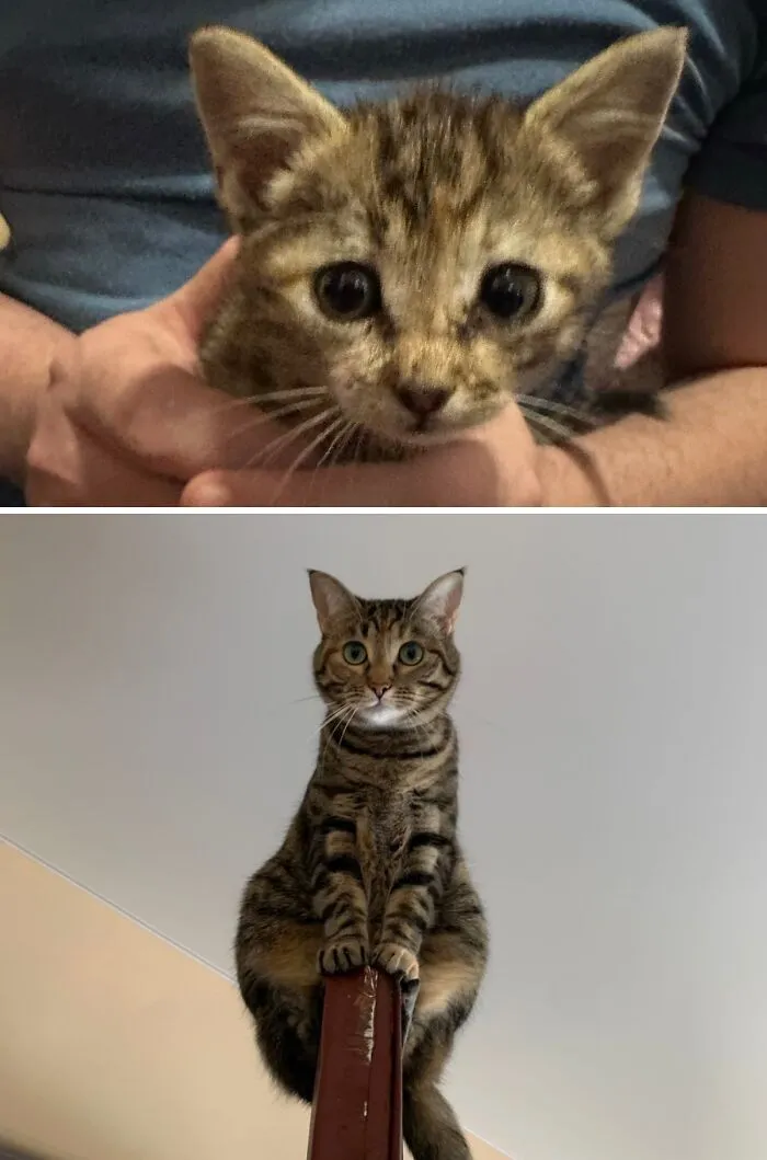 Before and after transformation of a rescue cat, from a tiny kitten in hands to a proud adult tabby.