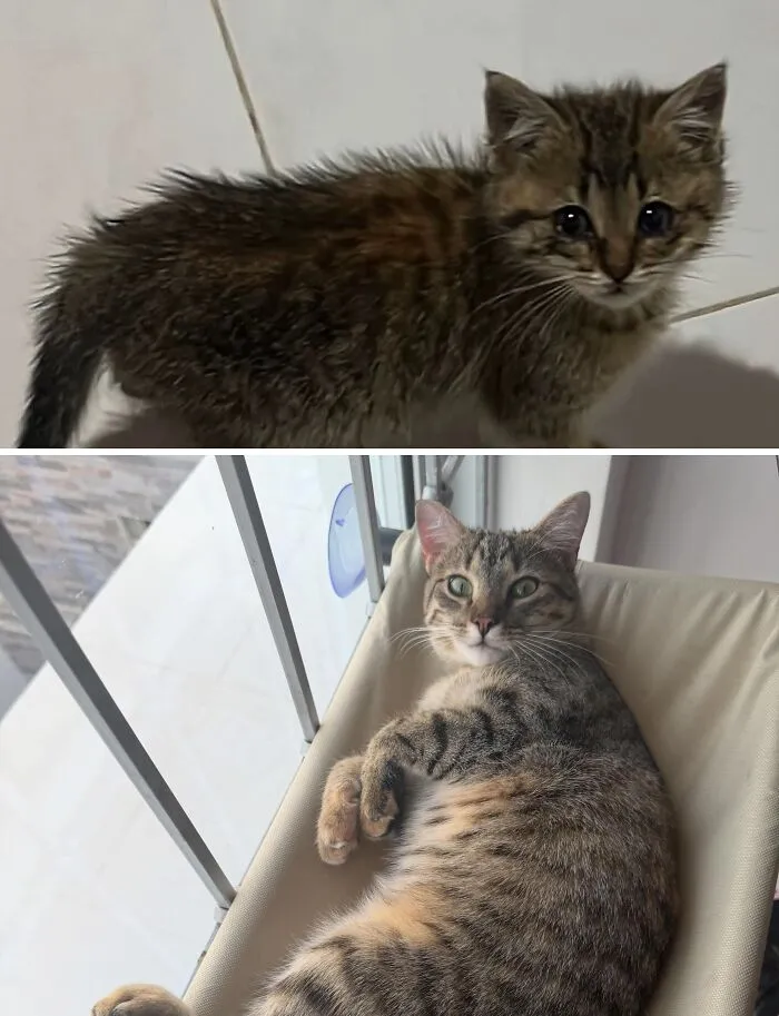 A before-and-after image showing a rescue cat transformation, from a scrawny kitten to a healthy tabby.
