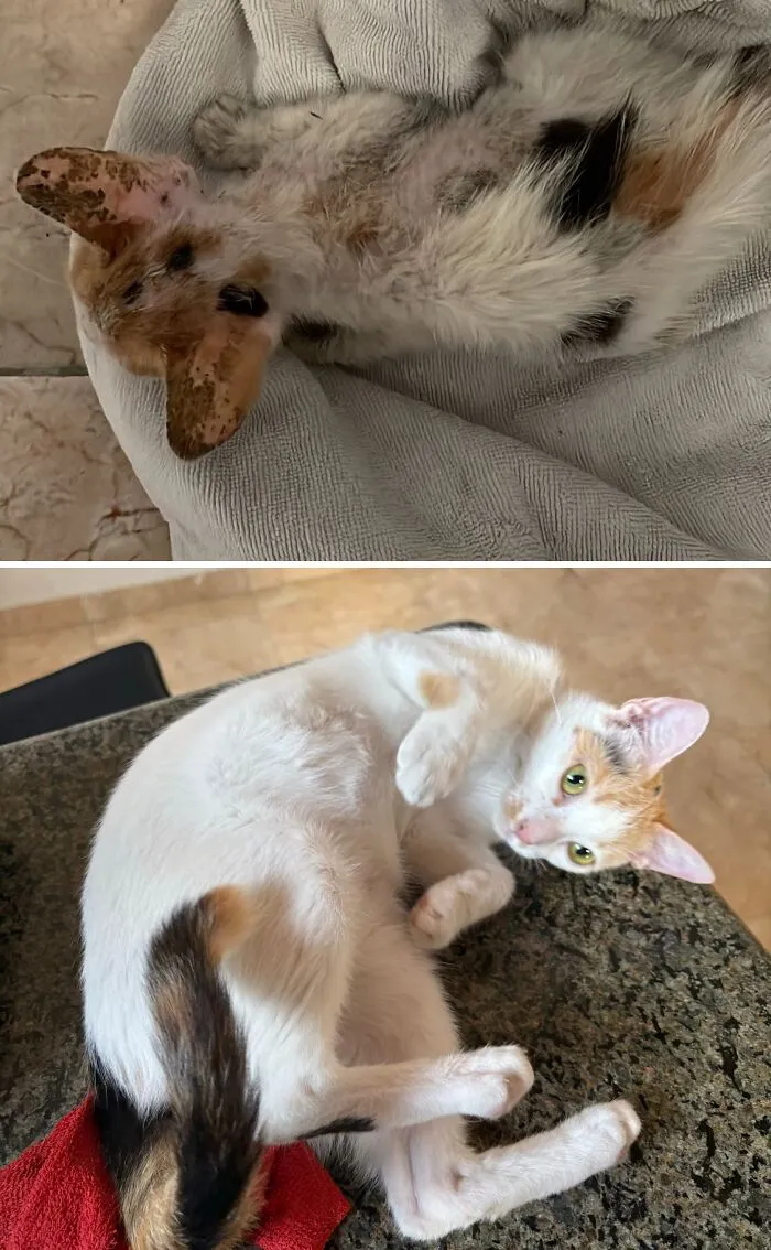 A compelling rescue cat transformation, showing a calico cat before and after adoption.