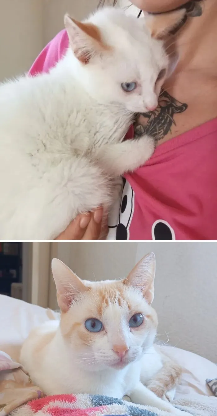 Rescue cat transformation: a tiny white kitten with blue eyes and a fluffy adult cat with striking blue eyes.