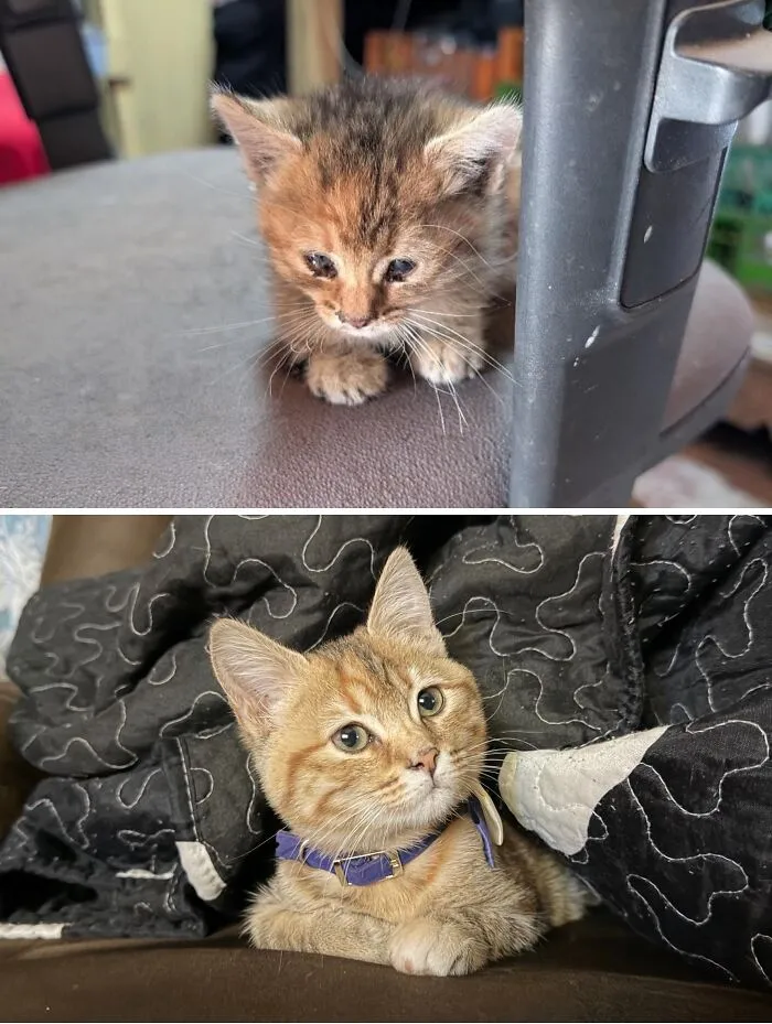 Rescue cat transformations: a sad kitten with matted fur and then a happy, healthy kitten with a collar.