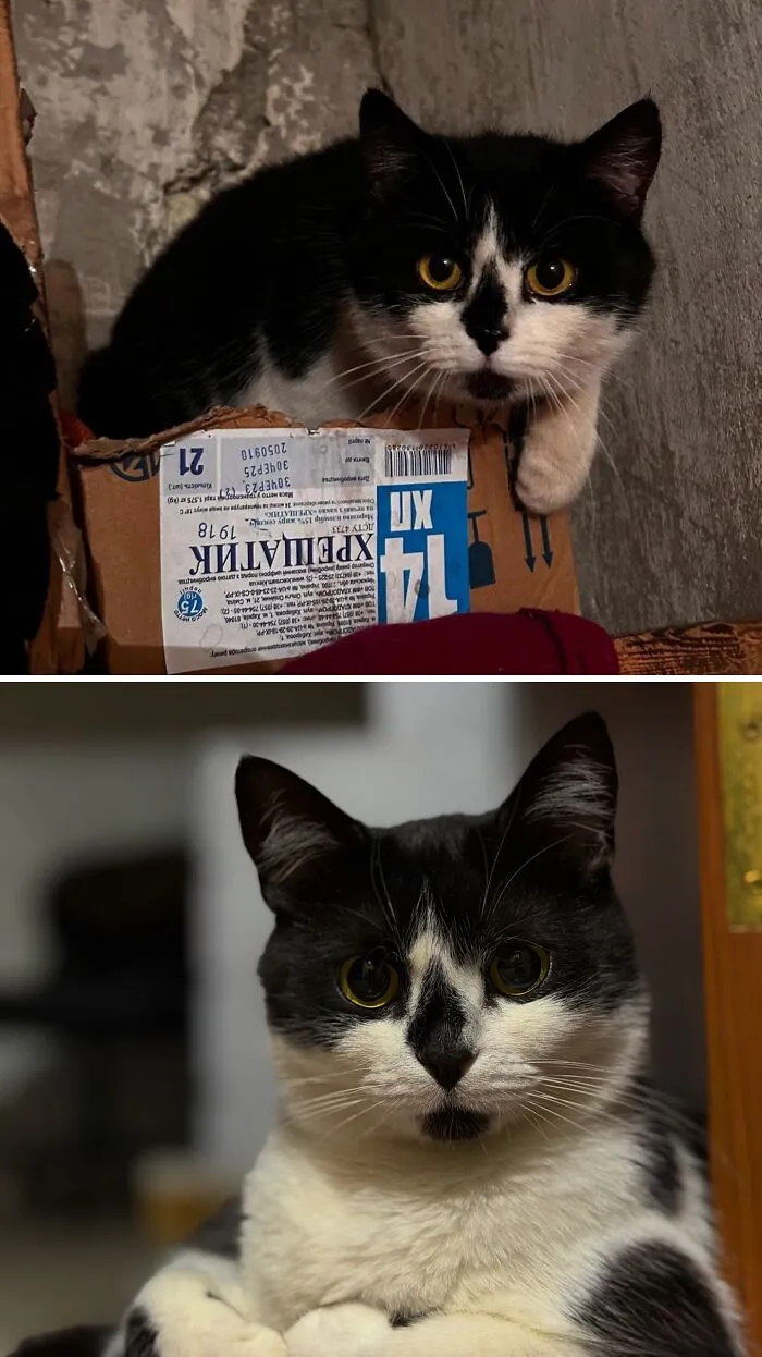 A split image showing a rescue cat's transformation from a kitten on a box to a healthy adult cat.