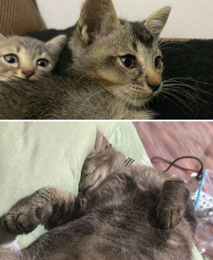 Two images of rescue cat transformations, showing a kitten with wide eyes and a sleeping adult cat.