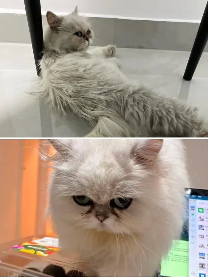 Before and after transformation of a fluffy white Persian rescue cat lying down and then looking serious.