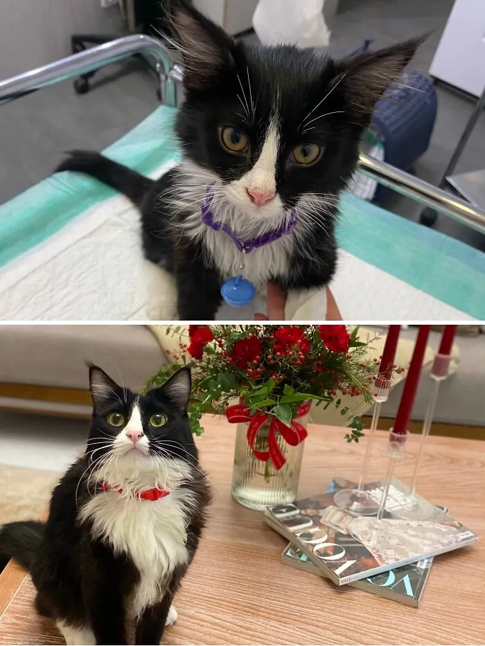Before and after transformation of a small black and white rescue cat to a fluffy, majestic cat next to flowers.