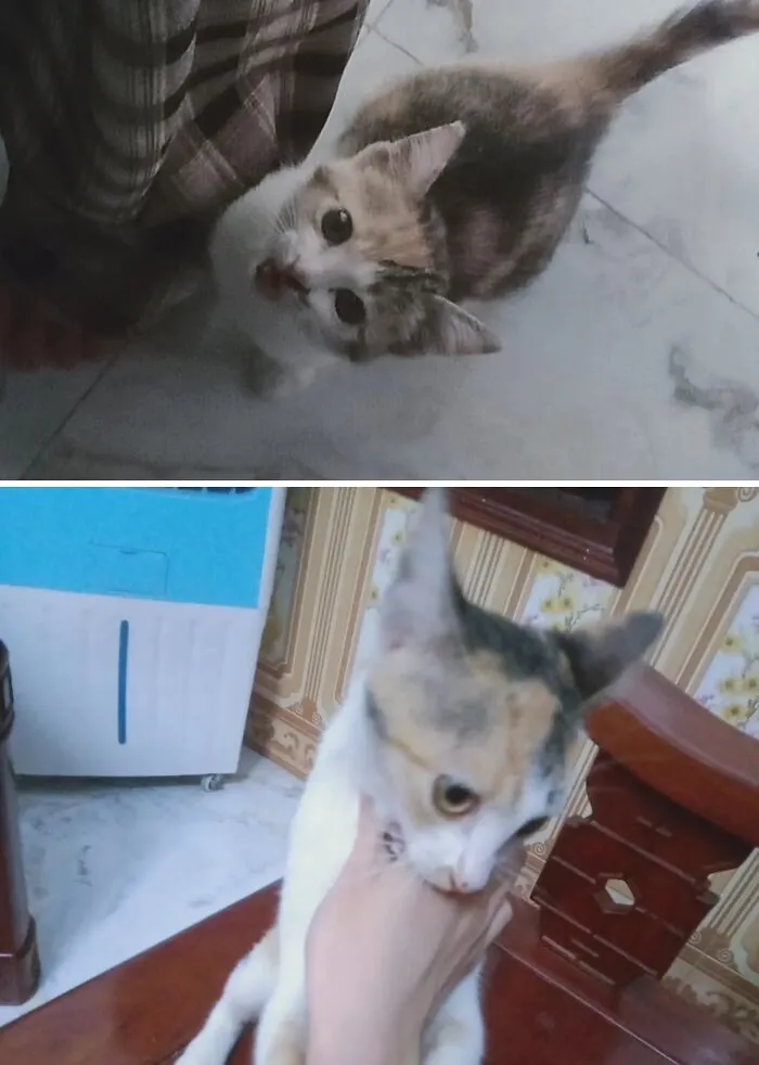 Transformation of a calico rescue cat looking up with wide eyes, then being held gently.