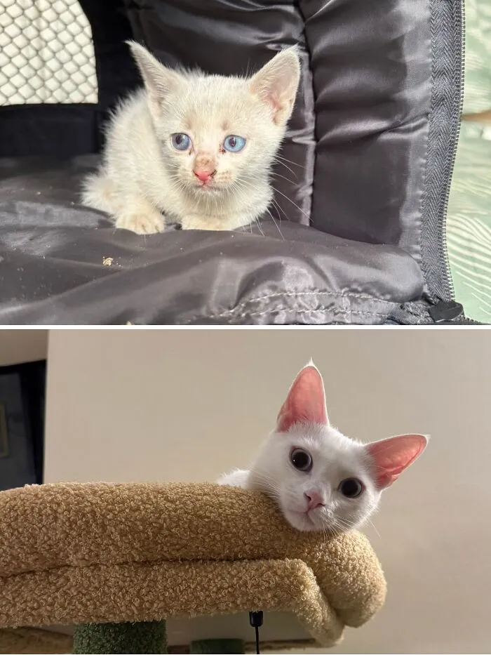 Transformation of a scruffy white rescue cat with blue eyes into a clean, healthy cat looking curious.