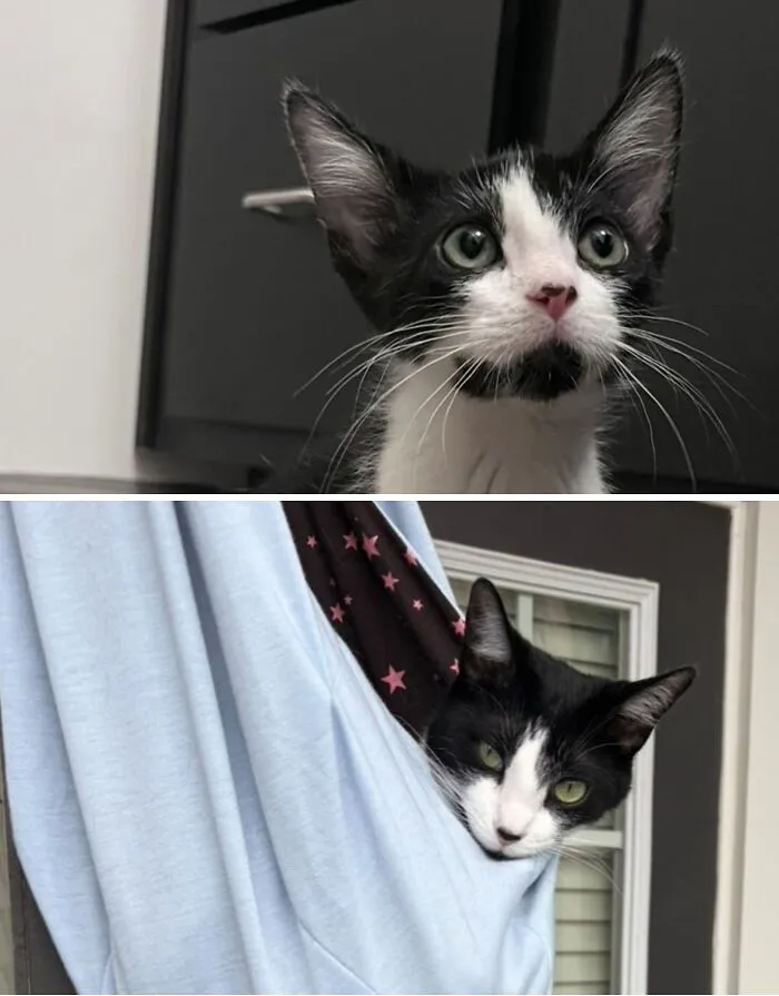 Before and after transformation of a black and white rescue cat with big eyes, looking attentively.