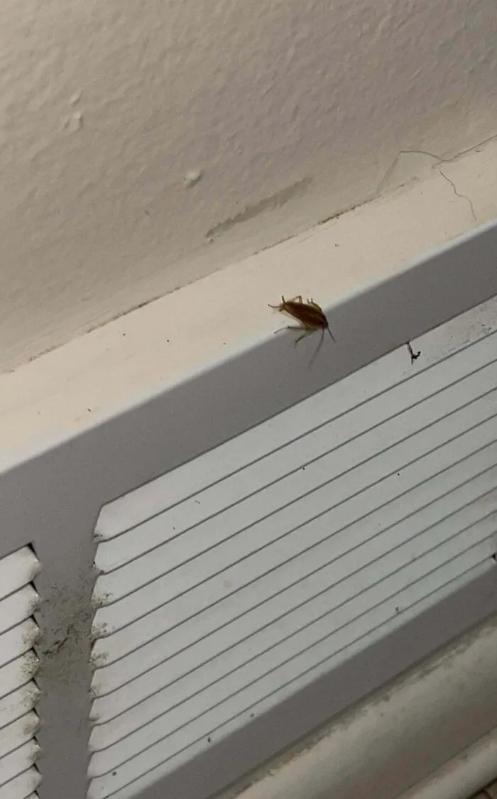 A small cockroach on an air vent, an Airbnb blunder that makes guests rethink booking a hotel room.