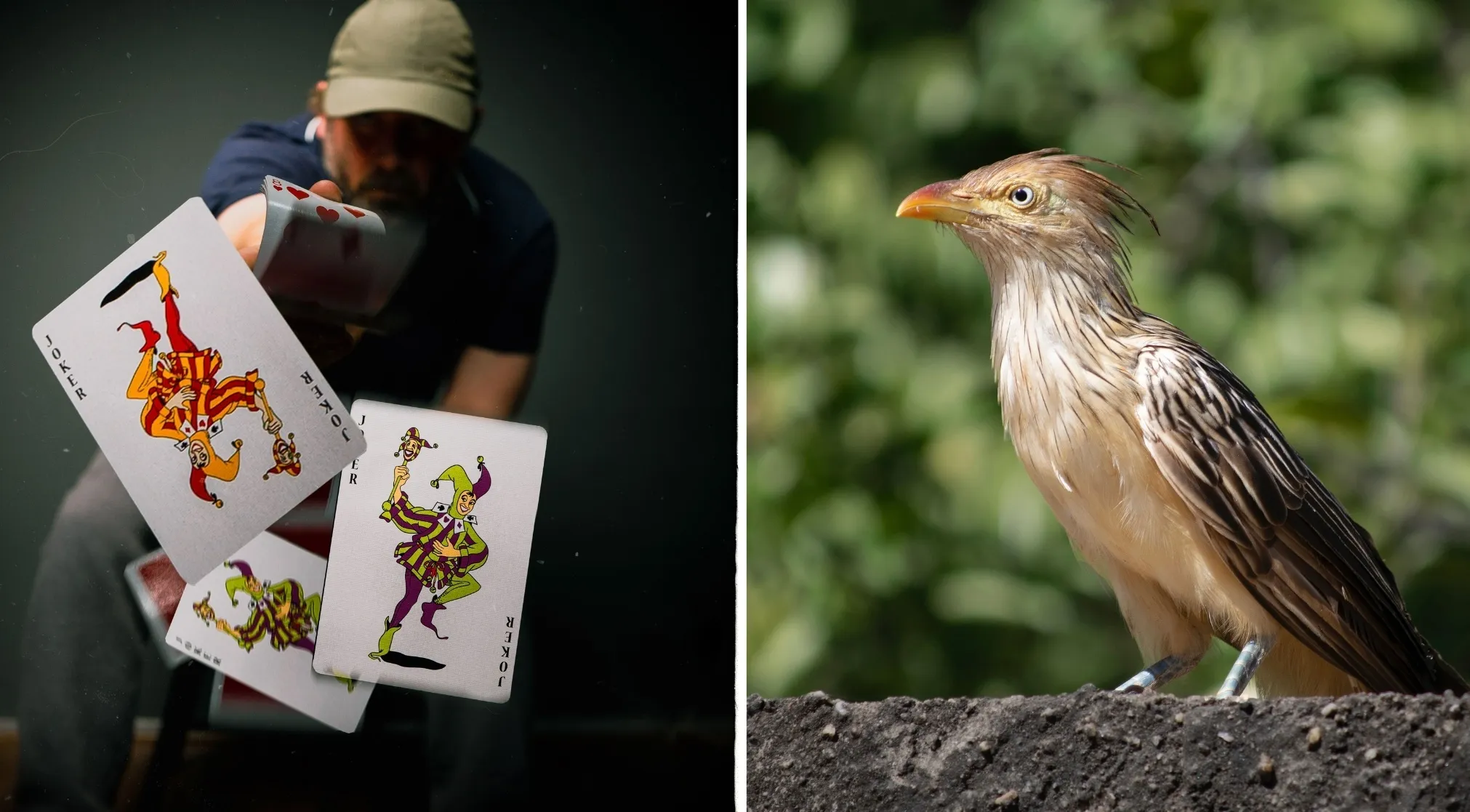 A person fanning joker playing cards on left, and a grayish bird, a Guira cuckoo, on the right, connecting double-meaning words.
