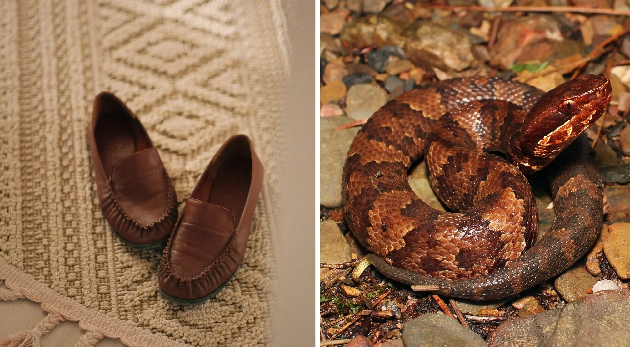 Brown leather moccasins on a patterned rug next to a coiled, venomous cottonmouth snake on rocky ground. Double-meaning words.