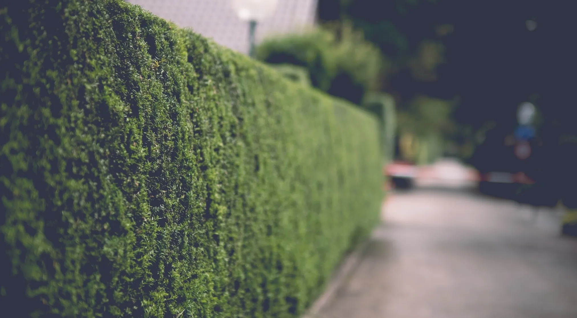 A perfectly trimmed green hedge, forming a natural boundary fence alongside a blurred path. This is a double-meaning word.
