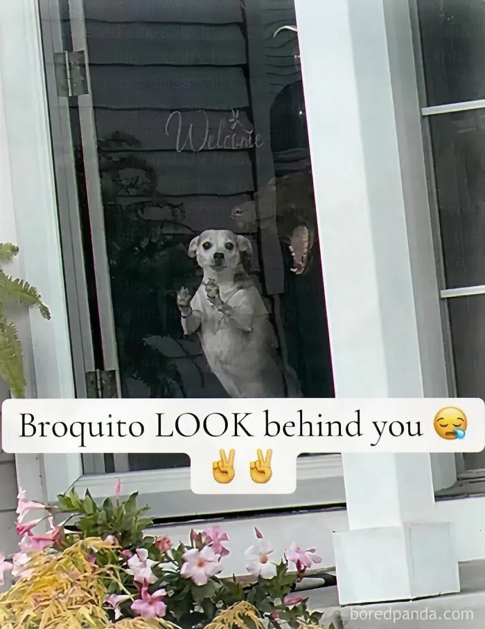 52 Chaotic Memes That Are Exactly As Unhinged As You’d Expect