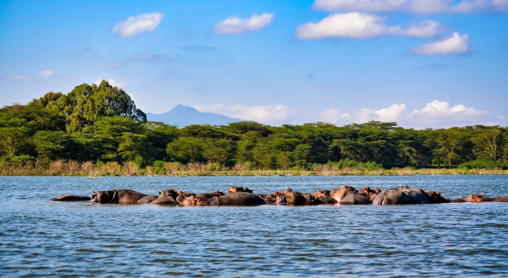 A group of hippos partly submerged in blue water, with a lush green forest and a distant mountain under a partly cloudy sky.