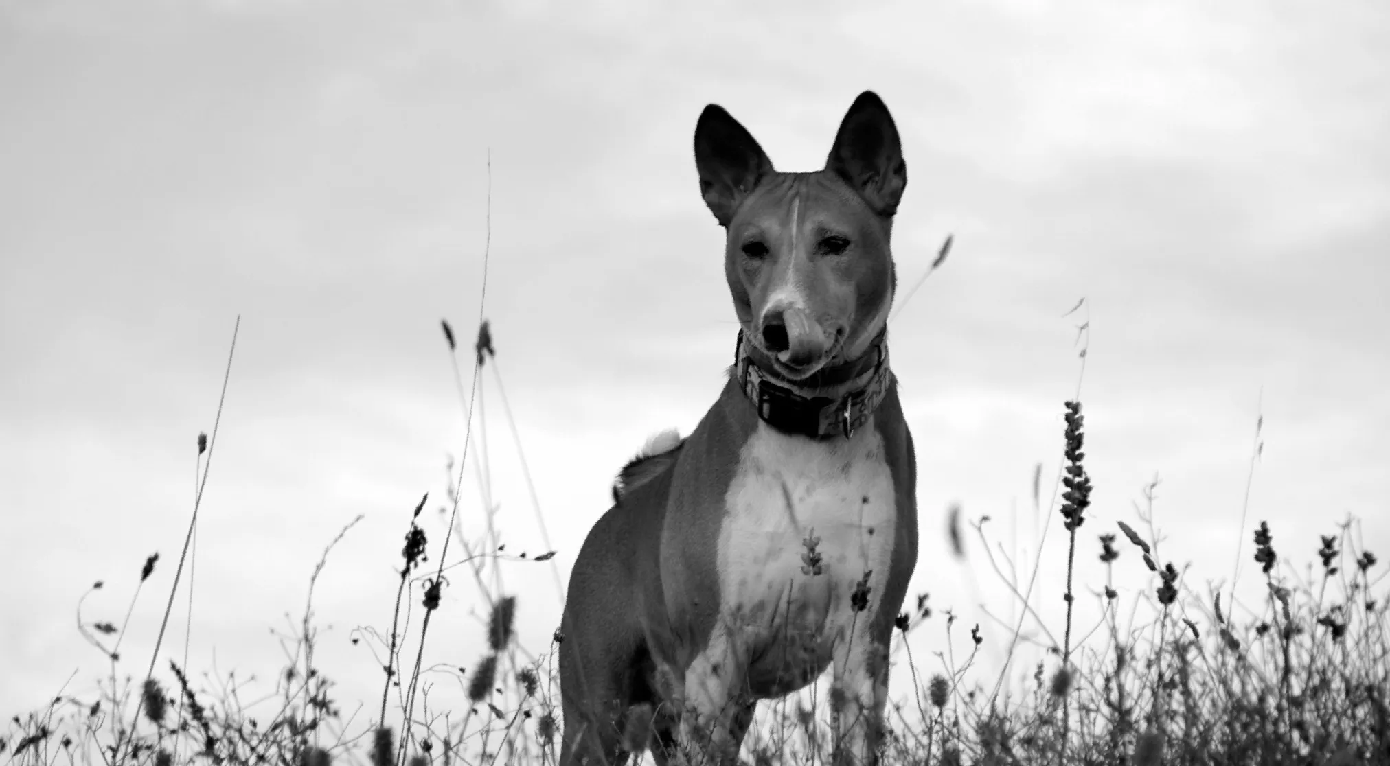 A striking black and white photo of a Basenji dog in a field, known for its unique trait, looking directly ahead.