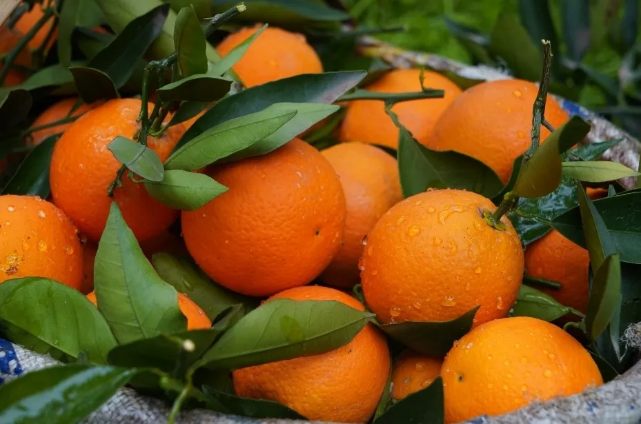 An Orange glows under UV light, revealing a natural luminescence.