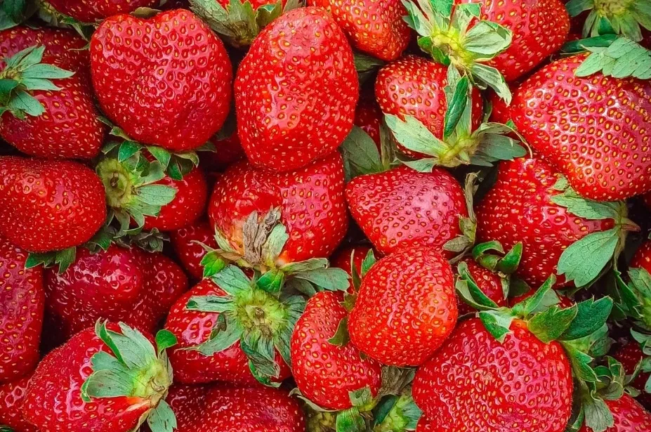 Close-up of a strawberry, glowing vibrantly under a UV light. This image shows how a strawberry will naturally glow.