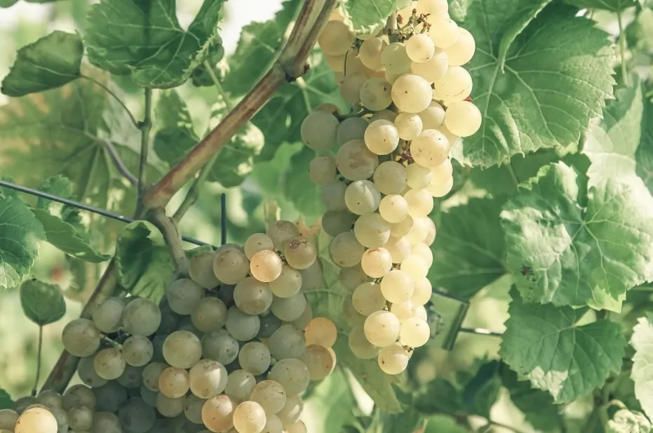 Close-up of white grape clusters hanging from a vine, surrounded by green leaves, in natural light.