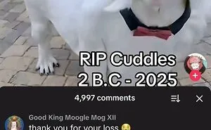 97 Painfully Cringe Posts That Somehow Get Funnier The Longer You Look