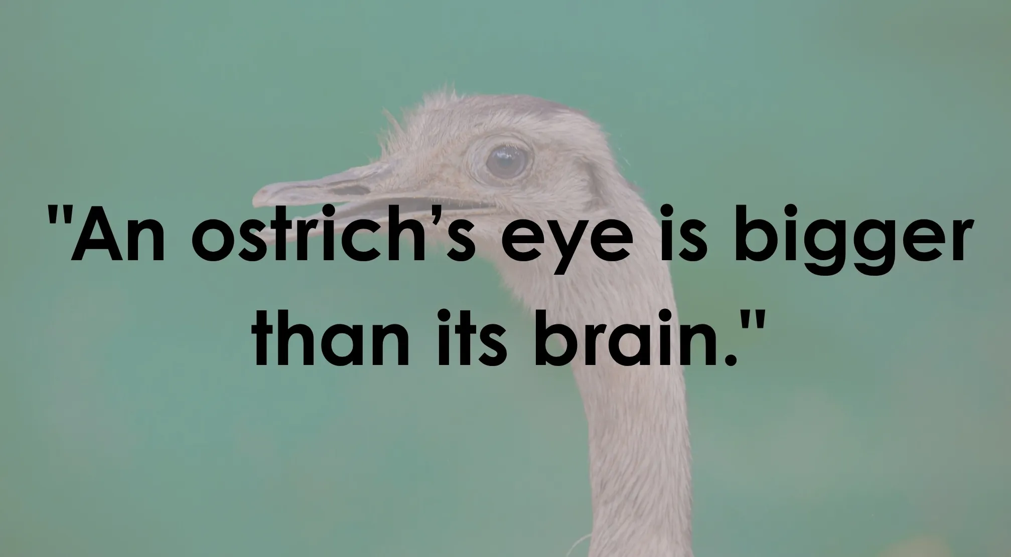 Ostrich head on a faded teal background with the useless fact: An ostrich's eye is bigger than its brain.