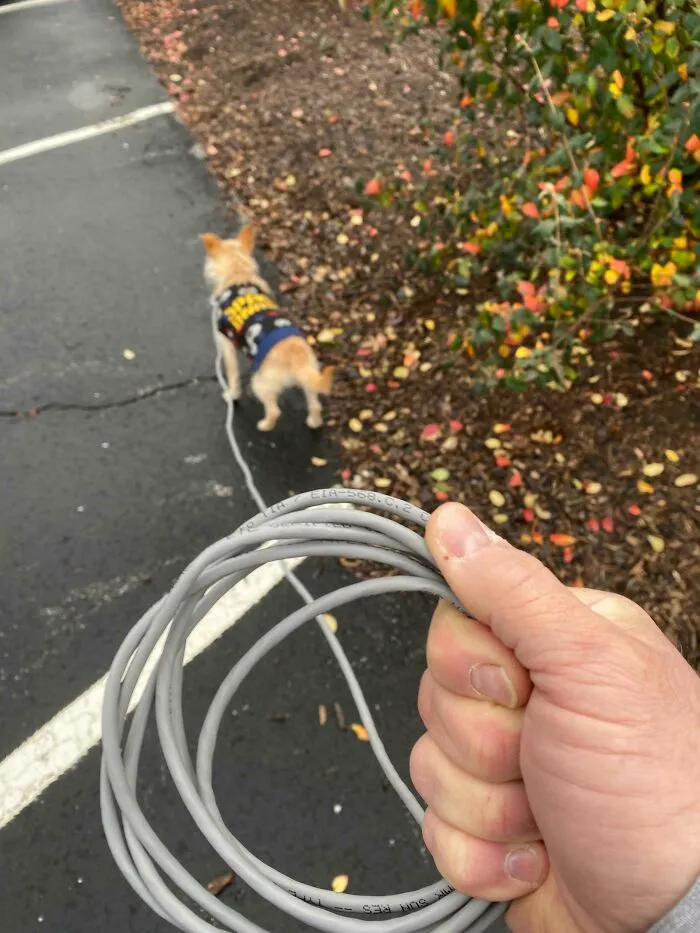Wild and unhinged way to fix a dog leash using an ethernet cable.