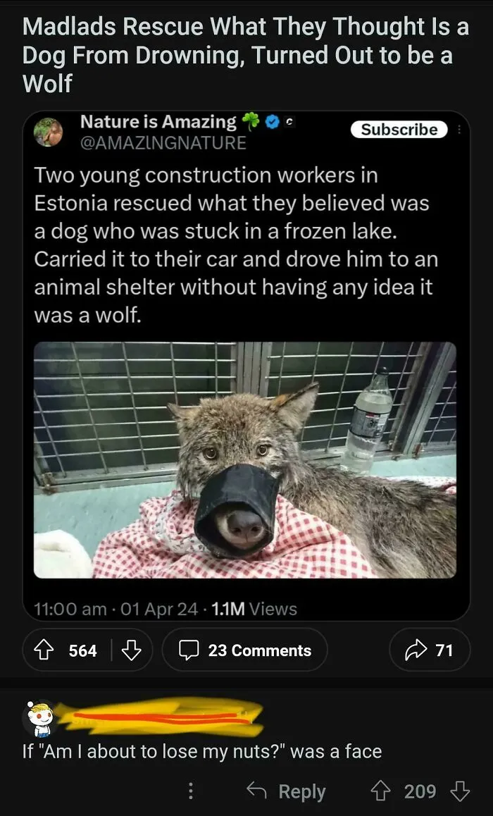 Madlads Caught A Wolf