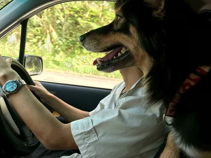 My Dog Finally Got His Driving License