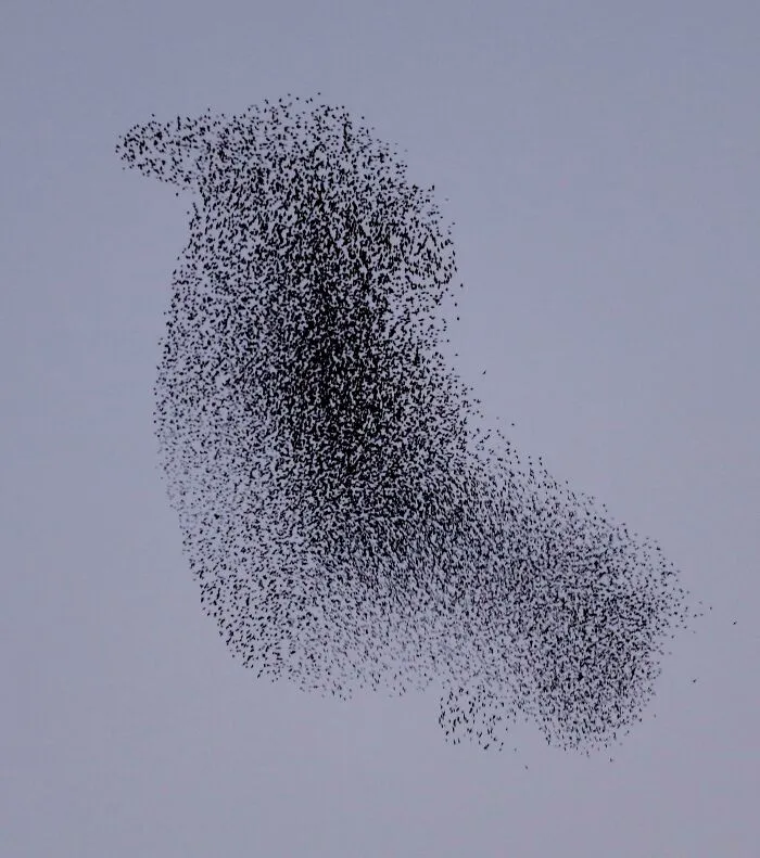 A Murmuration Of Starlings Takes The Shape Of A Bird!