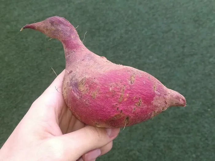A Sweet Potato That Looks Like A Bird