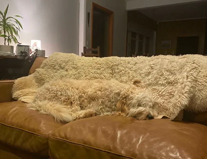 Lost Our Dog Again