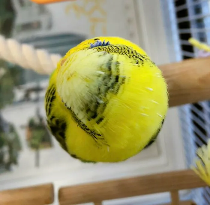 Ballbirb