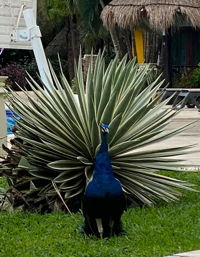 Peacock (No Plumage) Standing In Front Of Aloe Plant