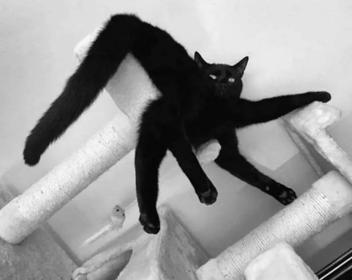 Spider-Cat