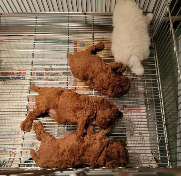 Fried Chicken 🍗