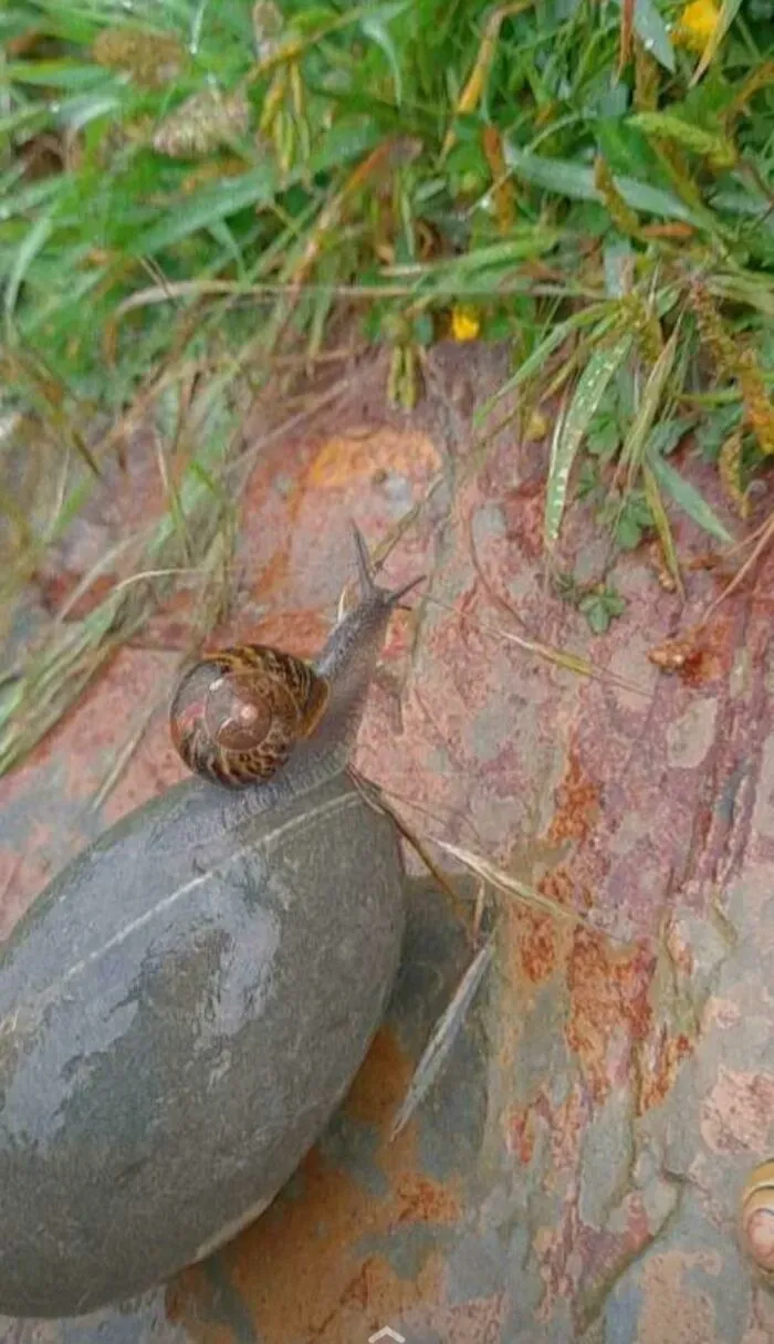 This Chonky Snail