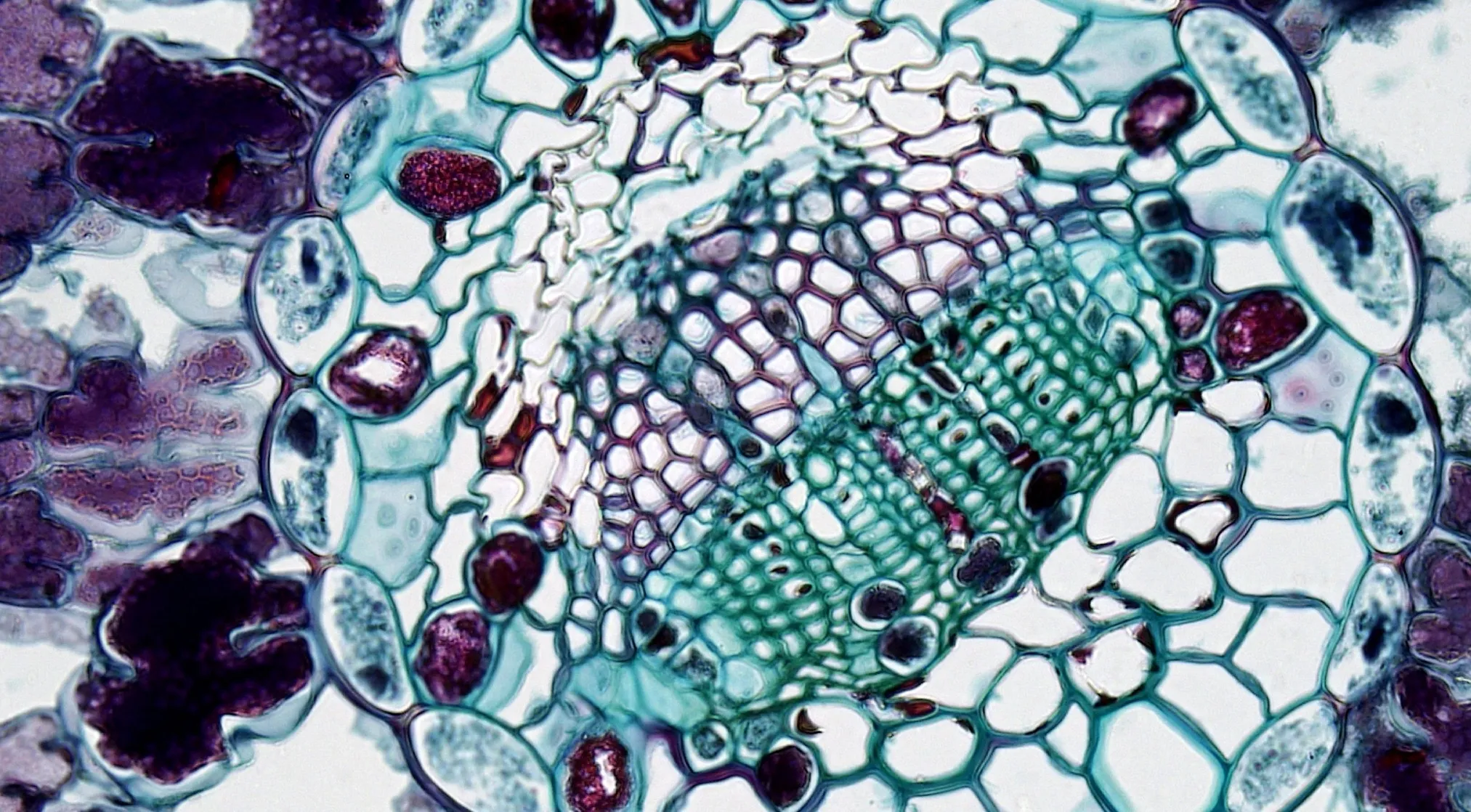 Microscopic view of plant cells in vibrant purple and teal, showcasing cell biology.