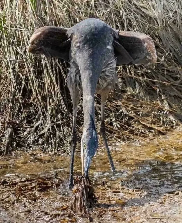 I Can't Unsee The Elephant