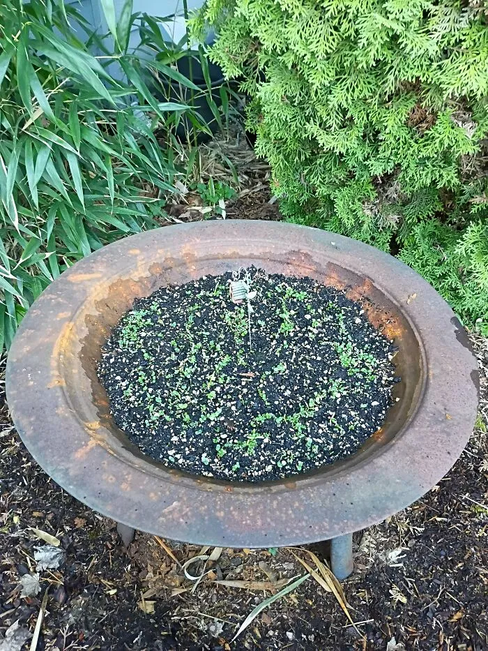 My Stepson (7 Yo) And I Are Growing His First Garden Together In An Old Fire Pit