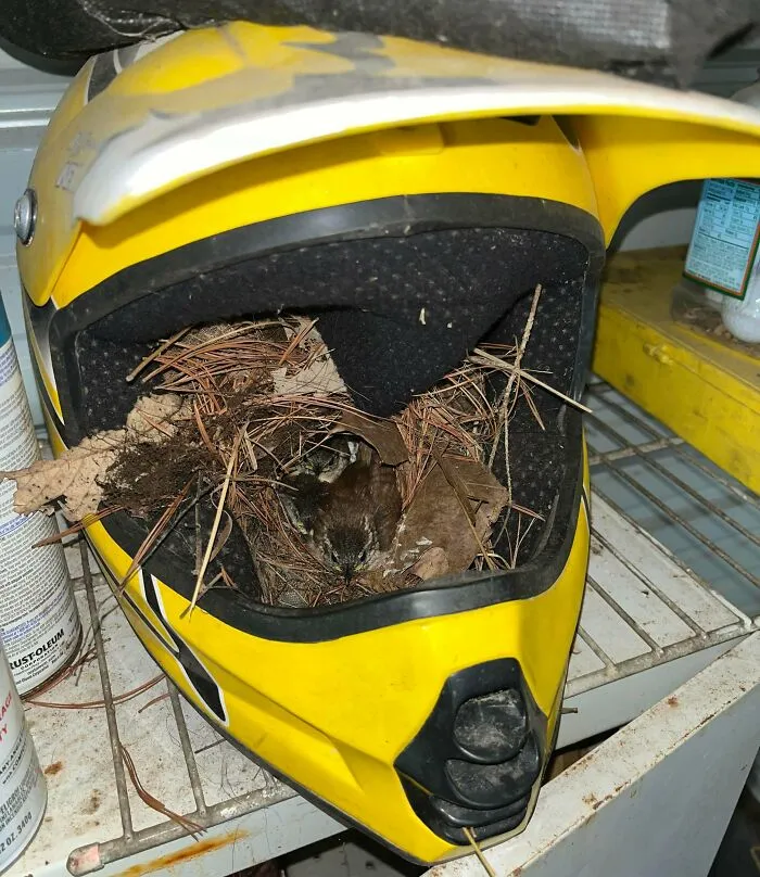 These Birds Repurposed An Old Helmet