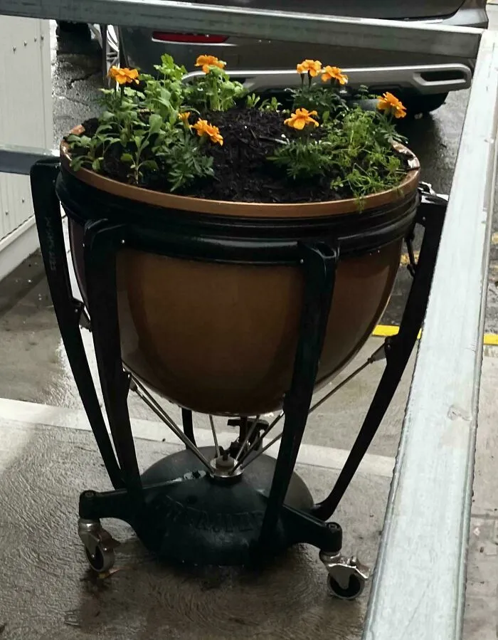 Timpani drum repurposed as a planter with orange flowers, an example of creativity turning old junk into something worth keeping.