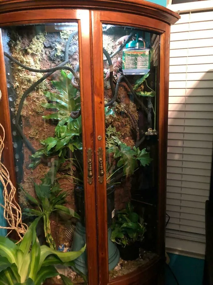 Gun Cabinet To Terrarium