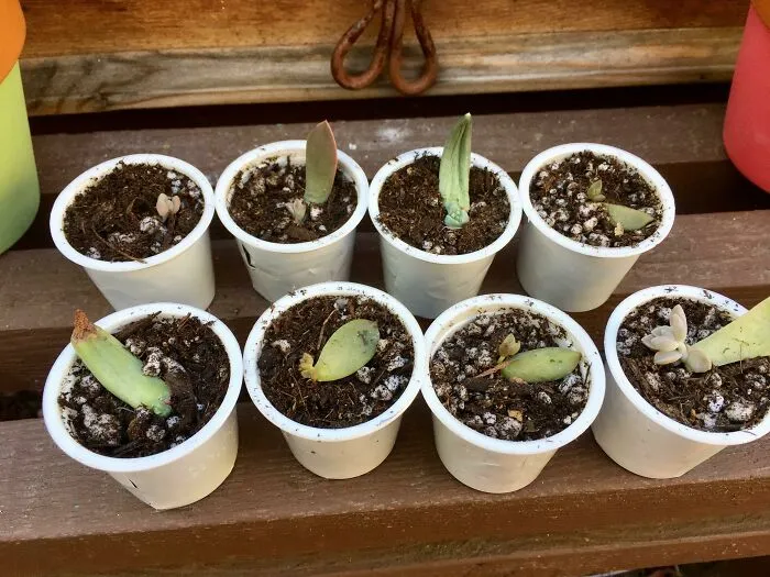Small succulent plant cuttings in tiny white pots, demonstrating creativity in propagating from old junk.