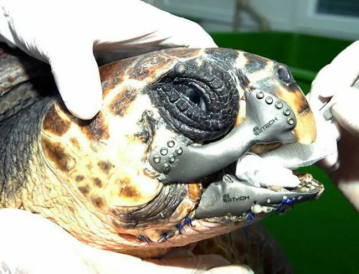 A Loggerhead Turtle Got Into A Boating Accident, Resulting In The Loss Of A Majority Of Its Lower Beak